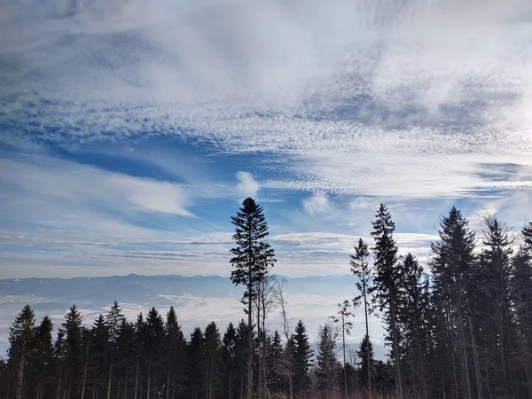 Arbres Magiques Dans Forêt Pendant Journée Ensoleillée Slovaquie — Photo