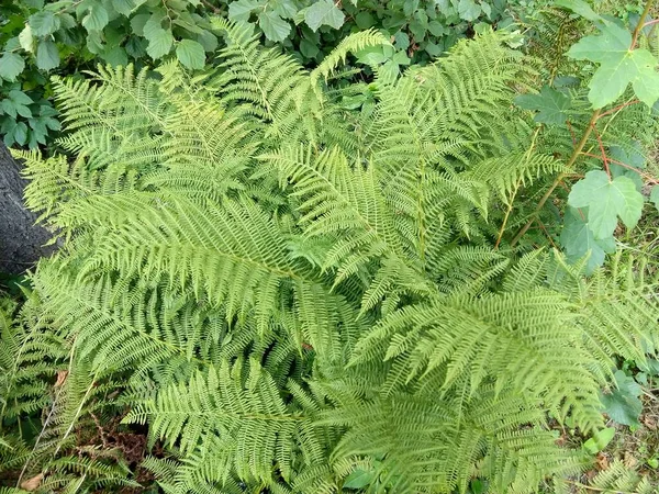 Bovenaanzicht Van Weelderige Groene Varenbladeren — Stockfoto