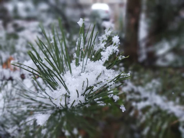 Природа Вкрита Снігом Взимку Словаччина — стокове фото
