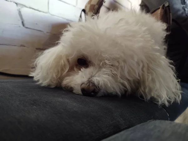 Portrait White Small Dog Home — Stock Photo, Image