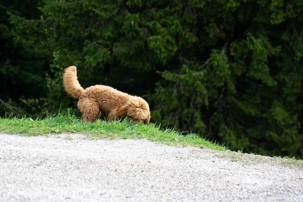 Vue Chien Pelucheux Brun Mignon — Photo