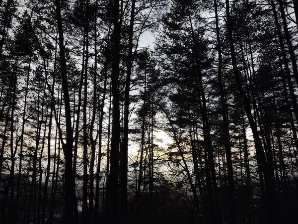 Árvores Floresta Durante Dia Ensolarado Eslováquia — Fotografia de Stock