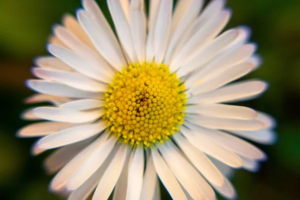 Blommande Blomma Naturen Bakgrund Närbild — Stockfoto