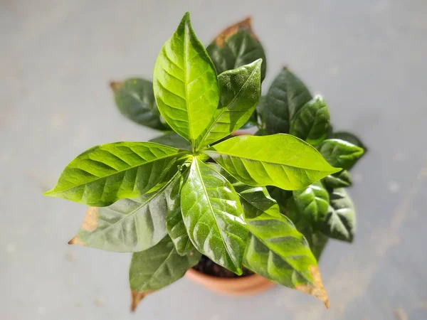 Planta Verde Maceta Sobre Fondo —  Fotos de Stock