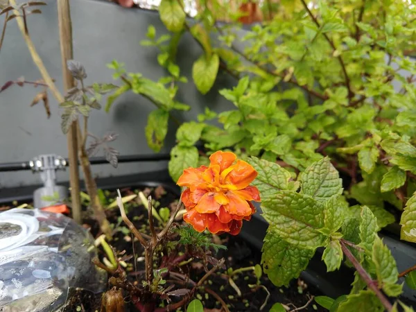 Красива Помаранчева Квітка Саду — стокове фото