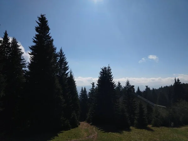 Magiczne Drzewa Lesie Słoneczny Dzień Słowacja — Zdjęcie stockowe