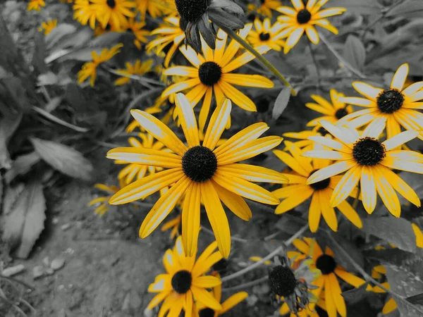 自然を背景にした美しい花 — ストック写真