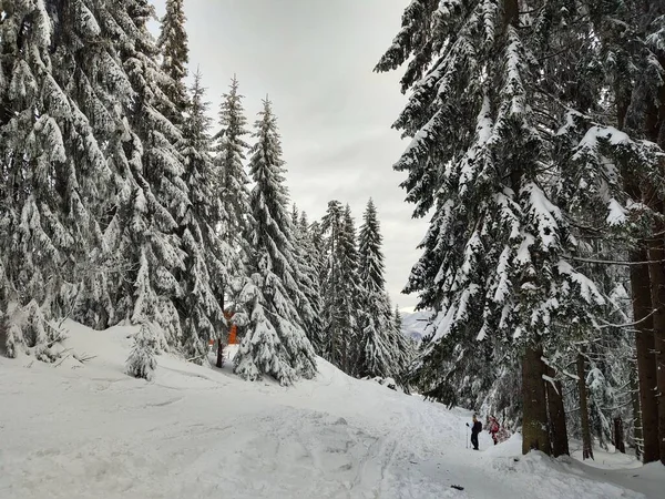 Trees Snow Deep Winter Slovakia — Φωτογραφία Αρχείου
