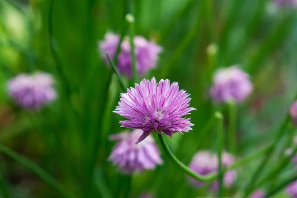 Bellissimi Fiori Giardino Primo Piano Colpo — Foto Stock