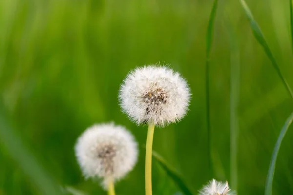 Dandelion Green Grass — Stock Photo, Image