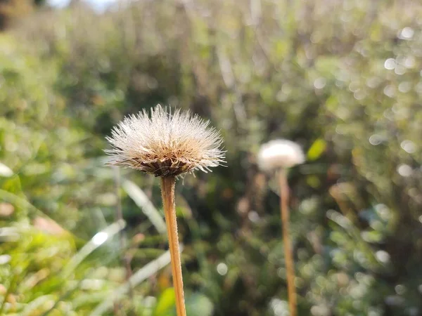 Schöne Wiese Mit Blumen Auf Feld Hintergrund Slowakei — Stockfoto