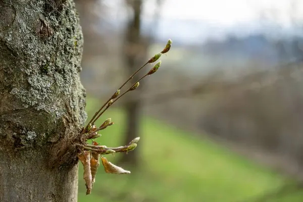 Весняні Квіти Гілках Дерева — стокове фото