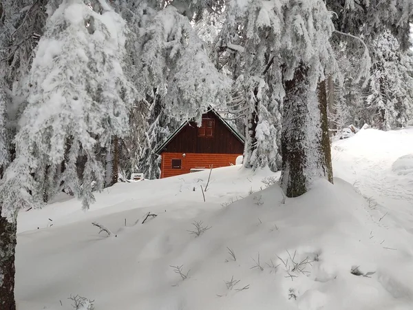 Árvores Neve Durante Inverno Profundo Eslováquia — Fotografia de Stock