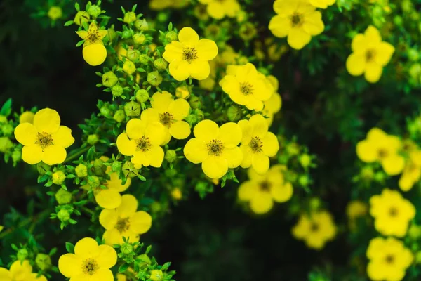 花园中美丽的花朵近距离拍摄 — 图库照片