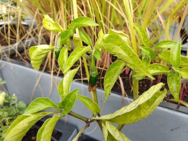 Naturlig Grön Bakgrund Gröna Blad — Stockfoto