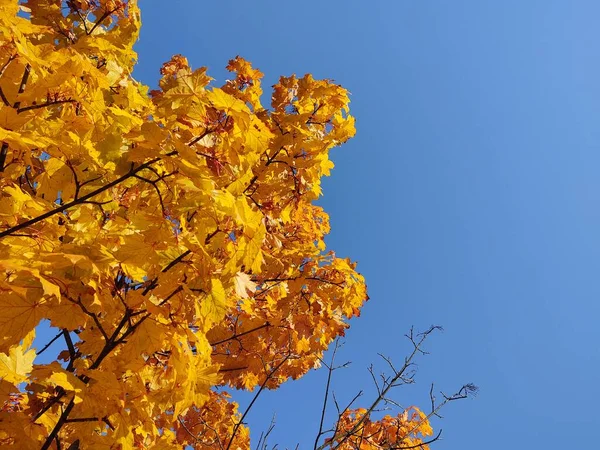 Крупный План Осенних Листьев Заднем Плане — стоковое фото