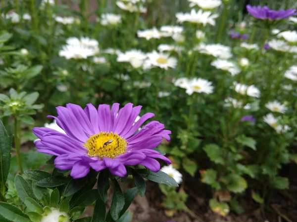 Όμορφα Λουλούδια Στον Κήπο Στο Παρασκήνιο Κοντά — Φωτογραφία Αρχείου