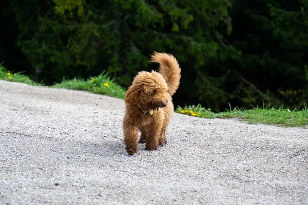 Vue Chien Pelucheux Brun Mignon — Photo