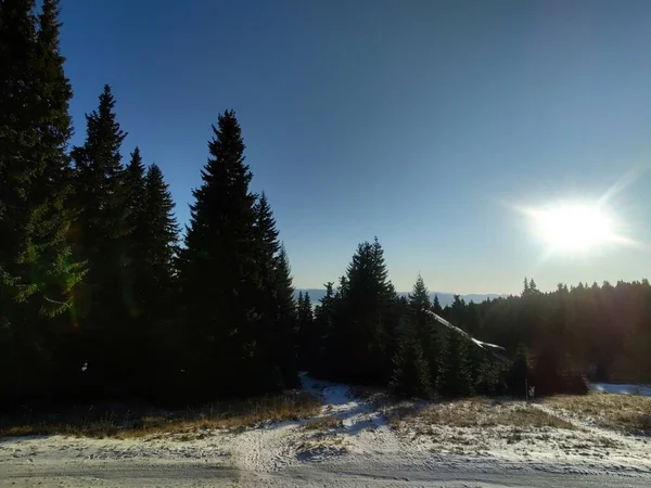 Träd Skogen Soliga Dagar Slovakien — Stockfoto