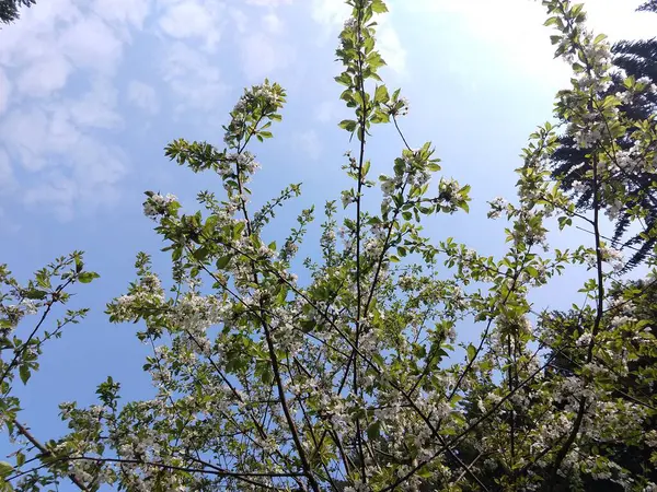 Kvetoucí Stromy Zblízka Záběr — Stock fotografie