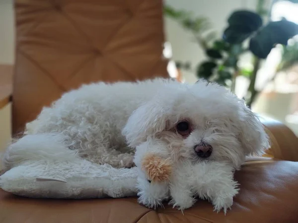 Portrait White Small Dog Home — Stock Photo, Image