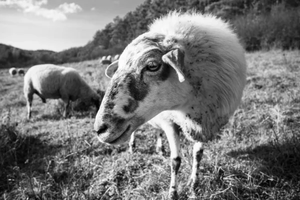 Ovce Pasoucí Zelené Louce — Stock fotografie
