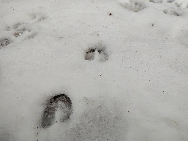 Animal Footprints Snow Background — Stock Photo, Image