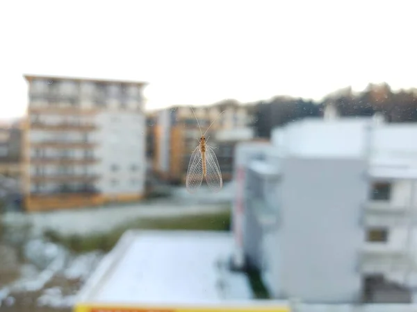 Lille Insekt Sidder Vinduesglas Med Bygninger Baggrund - Stock-foto