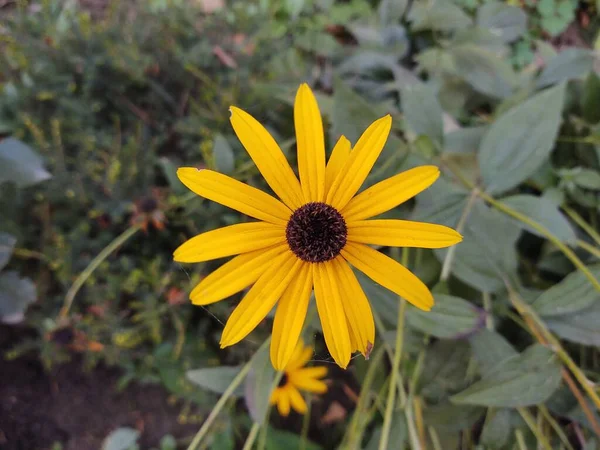 Hermosas Flores Jardín Cerca Disparo —  Fotos de Stock