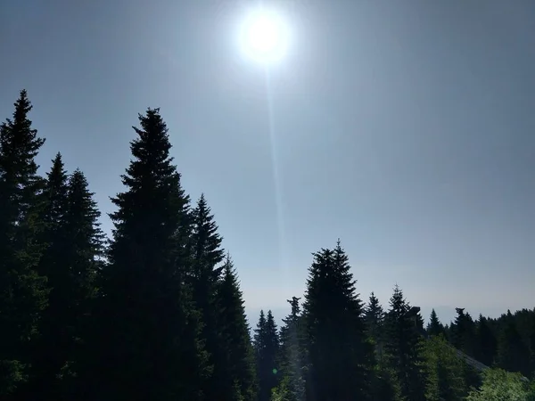 Magic trees  in the forest during sunny day. Slovakia