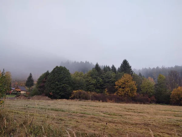 Árboles Otoño Bosque Eslovaquia — Foto de Stock