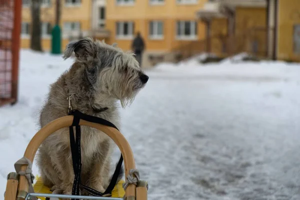 Χαριτωμένο Σκυλί Στο Δρόμο Την Ημέρα Του Χειμώνα — Φωτογραφία Αρχείου