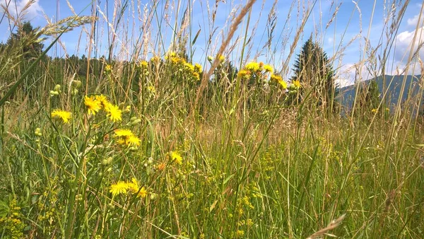 Fleurs Couleur Dans Champ Gros Plan — Photo