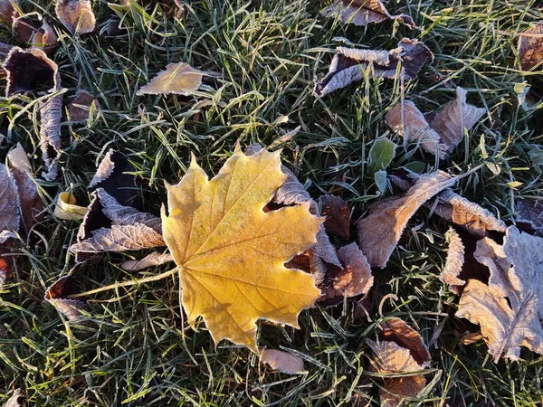 Nahaufnahme Von Herbstblättern Hintergrund — Stockfoto