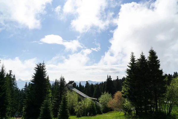 Vackert Landskap Med Gran Träd Slovakien — Stockfoto