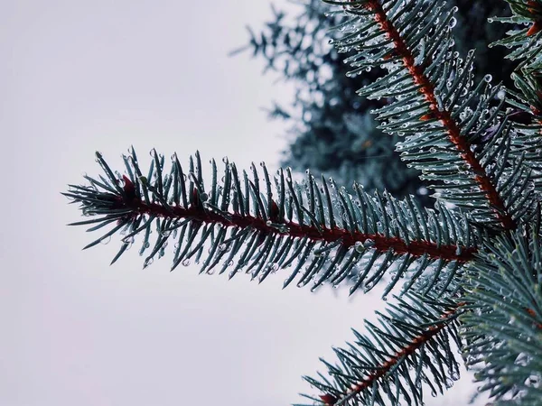 Pine Tree Needles Water Drops Natural Wallpaper — Stock Photo, Image