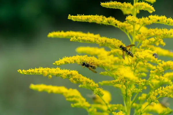 Bienen Sitzen Auf Blühenden Gelben Blüten — Stockfoto