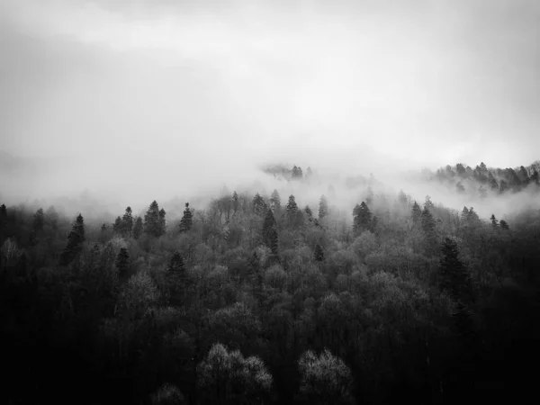 Prachtig Landschap Met Dennenbomen Slowakije — Stockfoto