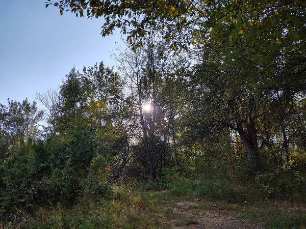 Bomen Paden Het Bos Slowakije — Stockfoto