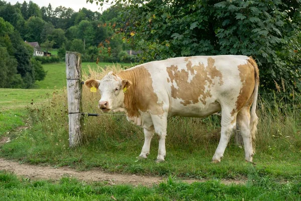Krowa Farmie Czeski Repiblic — Zdjęcie stockowe