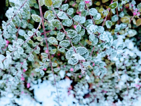 Winter nature covered by snow