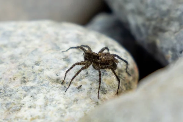 Spinne Auf Naturhintergrund Nahaufnahme — Stockfoto