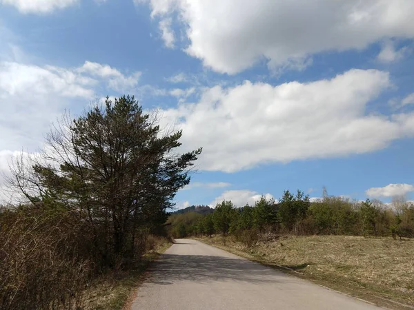 Arbres Sentiers Forêt Slovaquie — Photo