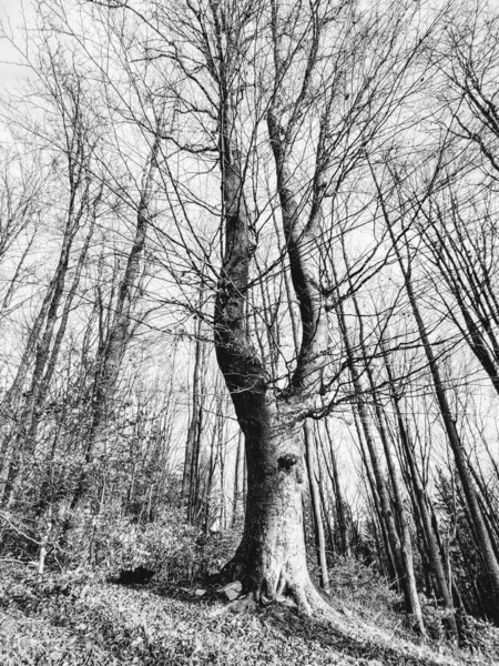 Bäume Wald Sonnigen Tagen Slowakei — Stockfoto