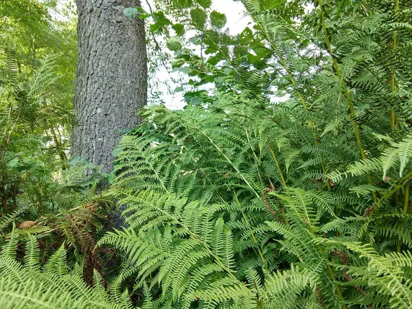 Árvores Verdes Dia Floresta Tiro Tempo — Fotografia de Stock