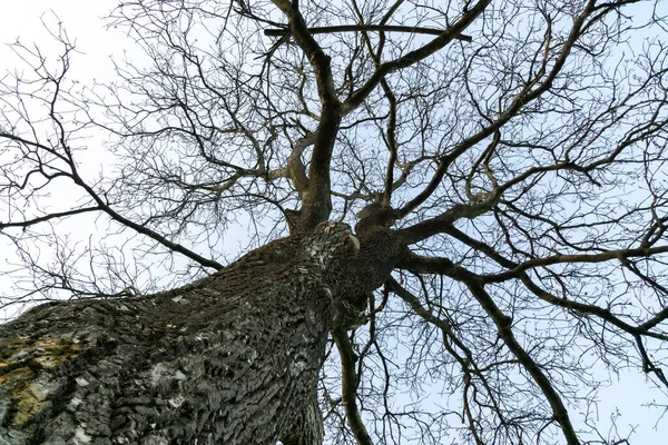 Drzewa Lesie Słoneczny Dzień Słowacja — Zdjęcie stockowe