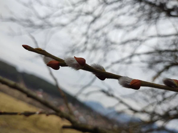 Floração Árvore Primavera Ramo Salgueiro Com Catkins Rabos Cordeiro Eslováquia — Fotografia de Stock