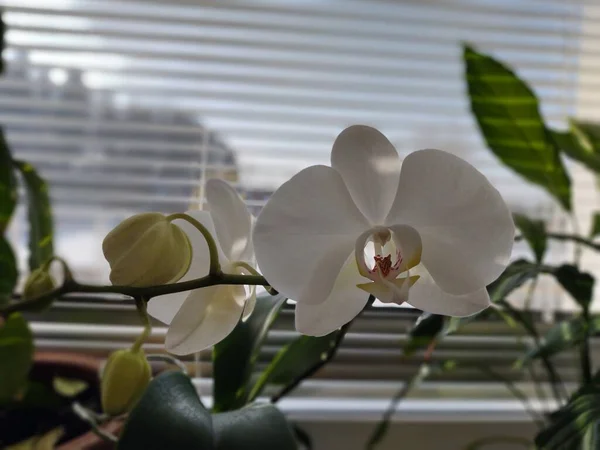 Gyönyörű Fehér Orchideák Ablakon — Stock Fotó