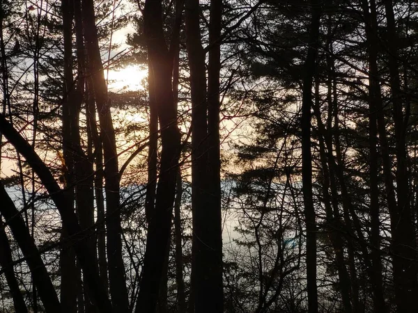 Árvores Floresta Durante Dia Ensolarado Eslováquia — Fotografia de Stock