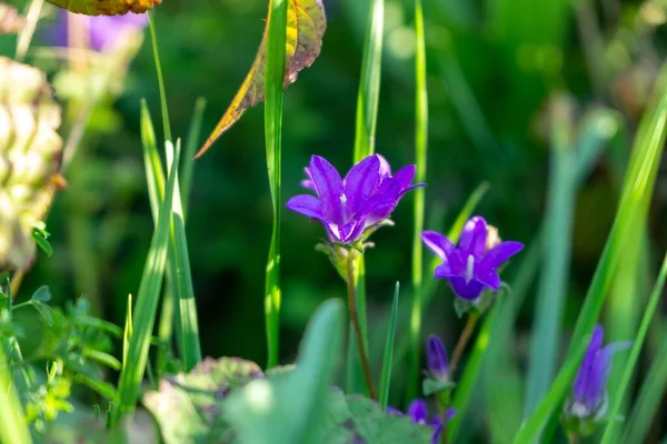 Belles Fleurs Dans Jardin Plan Rapproché — Photo